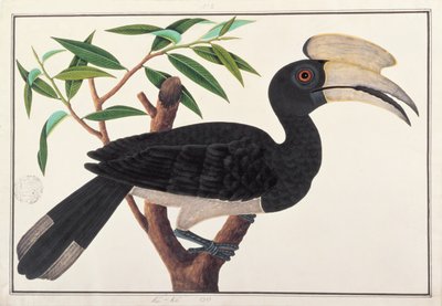 Ke-ke, from Drawings of Birds from Malacca, c.1805-18 by Chinese School